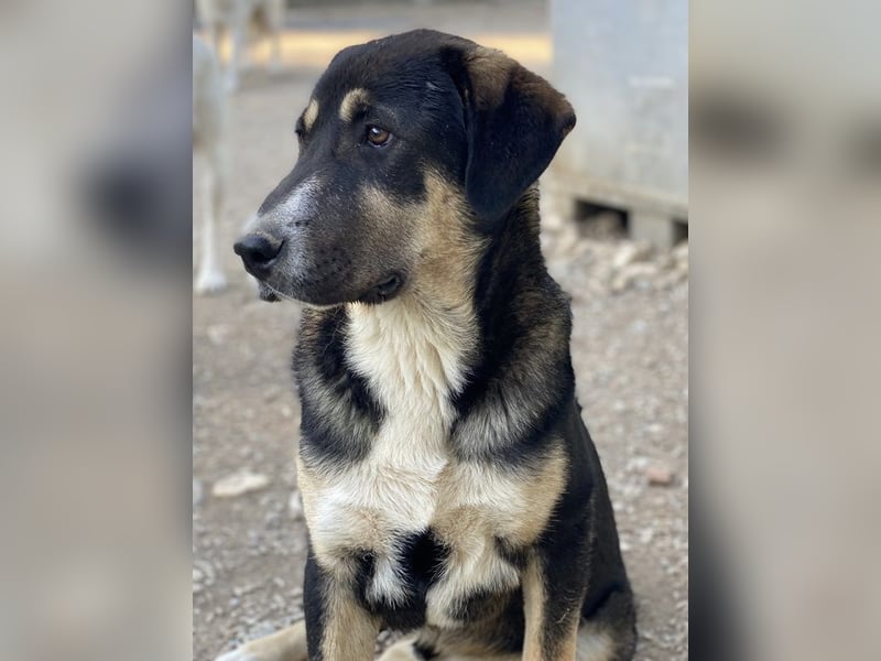 Liko, geb. ca. 11/2023, lebt in GRIECHENLAND, im städt. Tierheim Serres