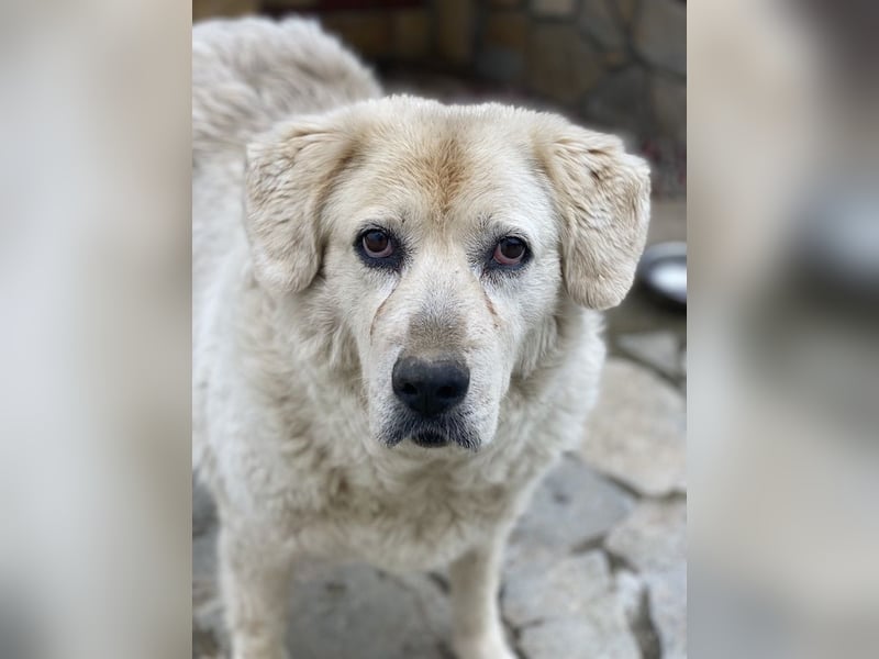 Lara, geb. ca. 05/2014, lebt in GRIECHENLAND, auf einer privaten Pflegestelle