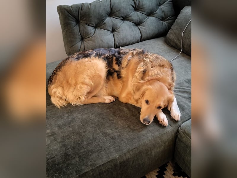 Kara, geb. ca. 12./2015, lebt in einer Familie in 53913 Swisttal, Vermittlungshilfe