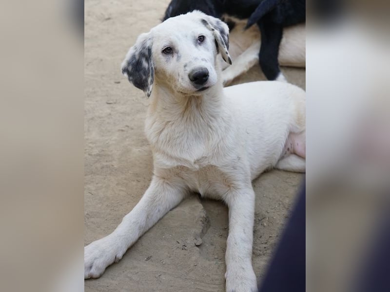 Riesling, geb. ca. 08/2025, lebt in GRIECHENLAND, auf einer privaten Pflegestelle