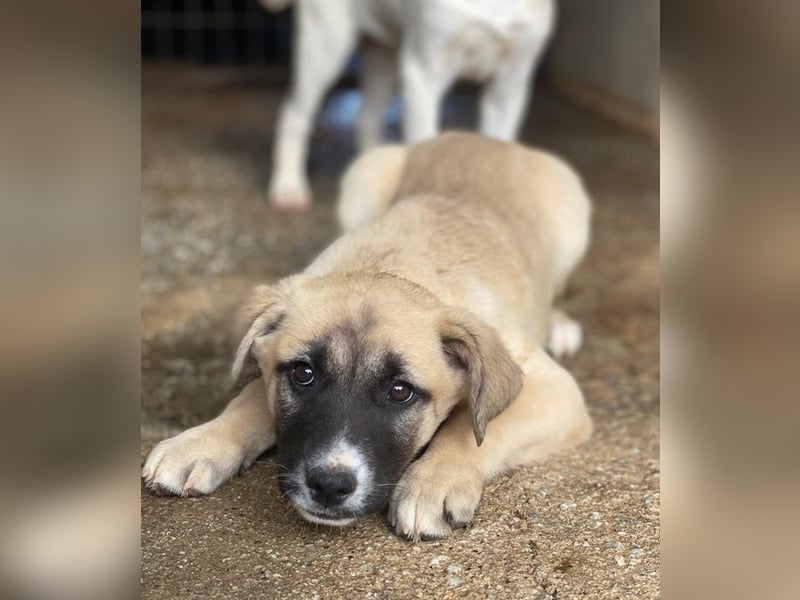 Mira, geb. ca. 12/2025, lebt in GRIECHENLAND, im städt. Tierheim Serres