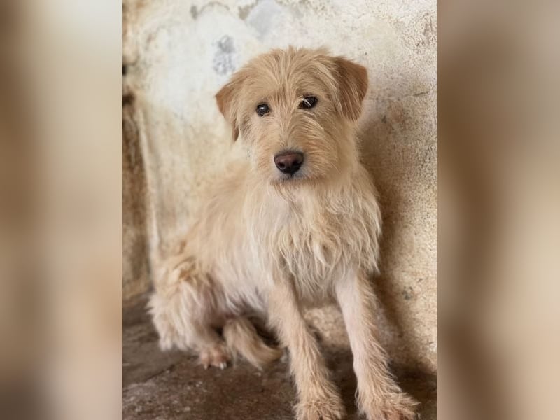 Susan, geb. ca. 04/2024, lebt in GRIECHENLAND, auf einer privaten Pflegestelle