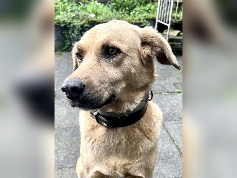 Fanta, geb. ca. 05/2017, lebt bei einer Familie in 48317 Drensteinfurt, Vermittlungshilfe