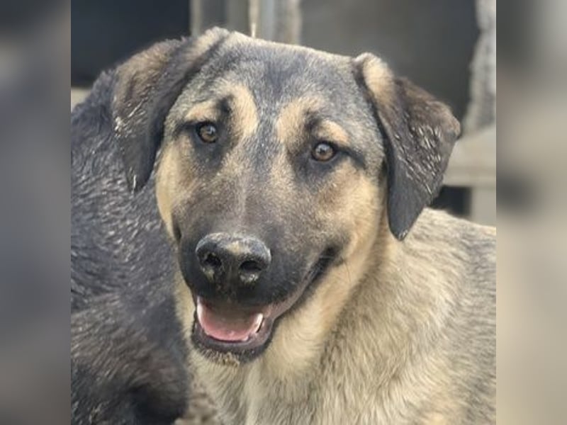 Liam, geb. ca. 09/2022, lebt in GRIECHENLAND, im städt. Tierheim Serres