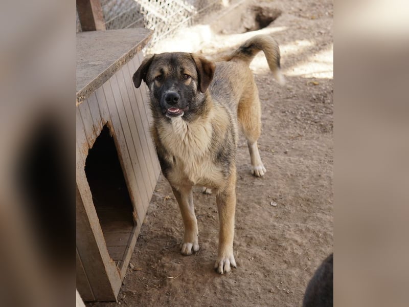 Davio, geb. ca. 06/2023, lebt in GRIECHENLAND, im städt. Tierheim Serres