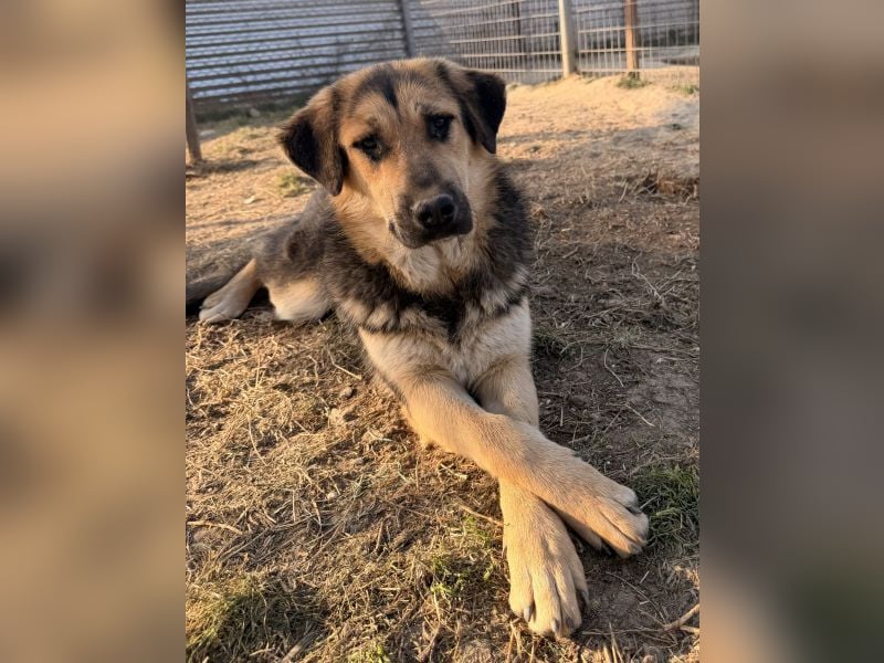 Elphaba, geb. ca. 07/2025, lebt in GRIECHENLAND, im städt. Tierheim Serres