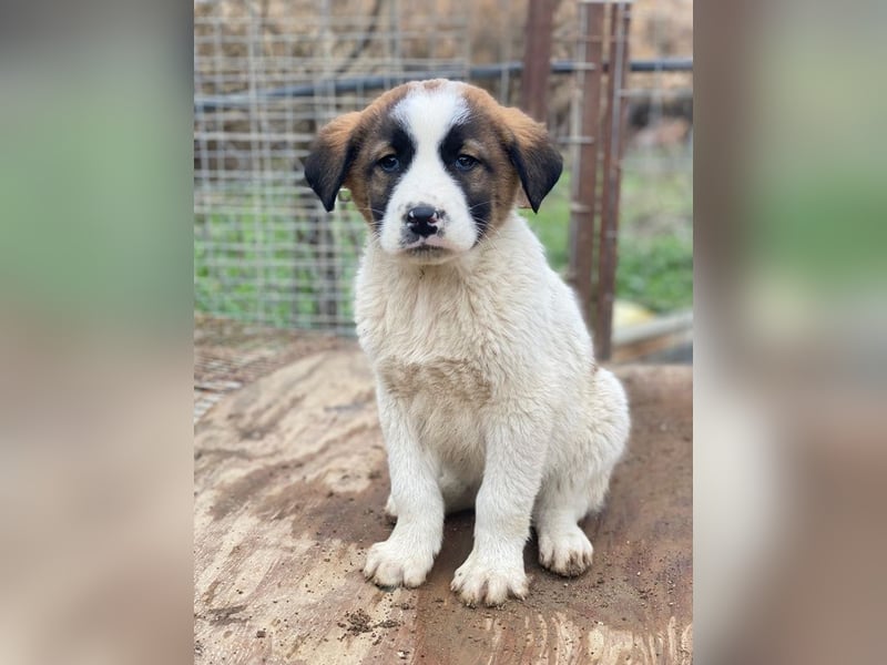 Diavolo, geb. ca. 11/2025, lebt in GRIECHENLAND, auf einer privaten Pflegestelle