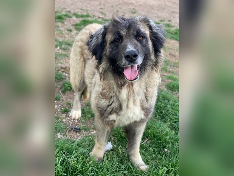 Harper, geb. ca. 12/2018, lebt in GRIECHENLAND, im städt. Tierheim Serres