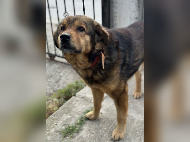 Frieder, geb. ca. 11/2019, lebt in GRIECHENLAND, im städt. Tierheim Serres