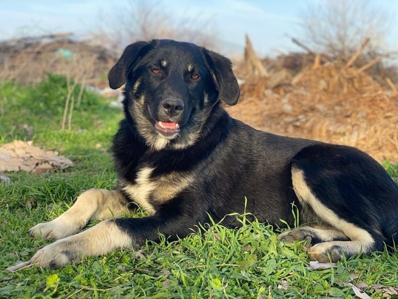 Ella, geb. ca. 09/2024, lebt in GRIECHENLAND, im städt. Tierheim Serres