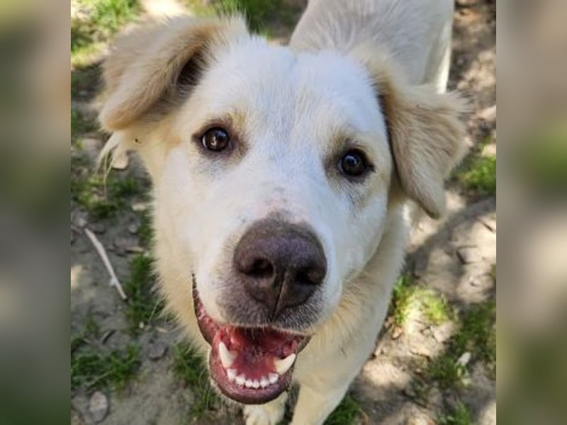 Malu, geb. ca. 07/2024, lebt in GRIECHENLAND, auf einer privaten Pflegestelle