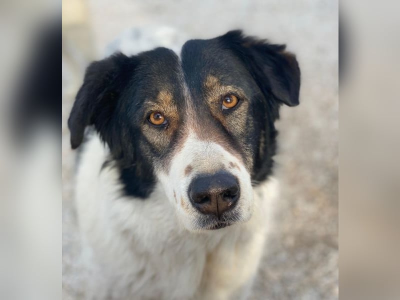 Xalia, geb. ca. 03/2018, lebt in GRIECHENLAND, im städt. Tierheim Serres