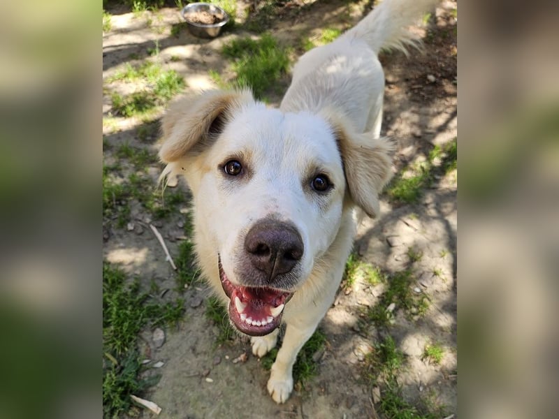 Malu, geb. ca. 07/2024, lebt in GRIECHENLAND, auf einer privaten Pflegestelle