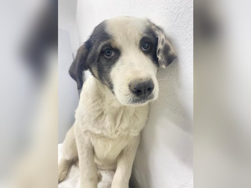 Sunshine, geb. ca. 11/2022, lebt in GRIECHENLAND, im städt. Tierheim Serres