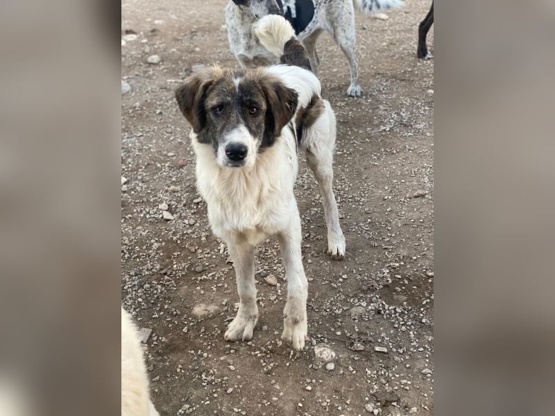 Evans, geb. ca. 04/2025, lebt in GRIECHENLAND, im städt. Tierheim Serres