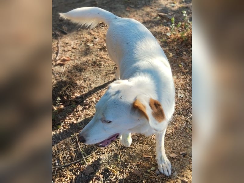 Stelle, geb. ca. 11/2021, lebt in GRIECHENLAND, auf einer privaten Pflegestelle