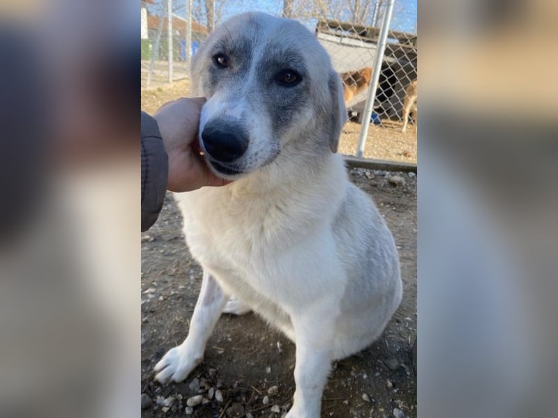 Charlina, geb. ca. 04/2021, lebt in GRIECHENLAND, im städt. Tierheim Serres