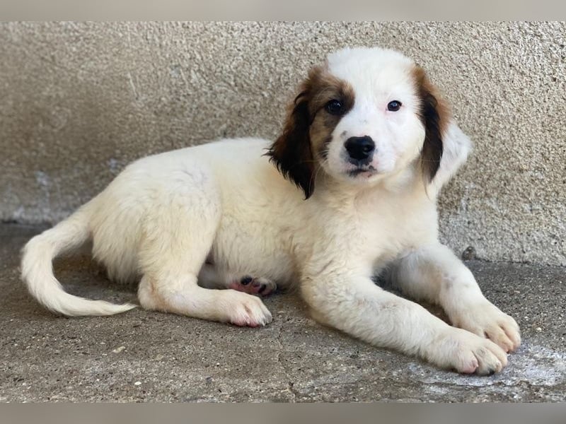 Fidi, geb. ca. 08/2025, lebt in GRIECHENLAND, im städt. Tierheim Serres