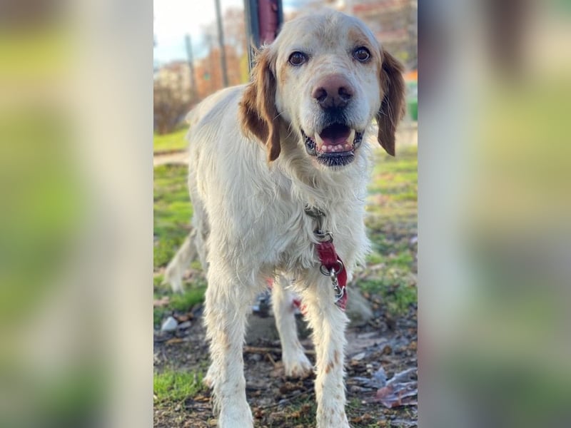 Mael, geb. ca. 01/2021, lebt in GRIECHENLAND, auf einer privaten Pflegestelle