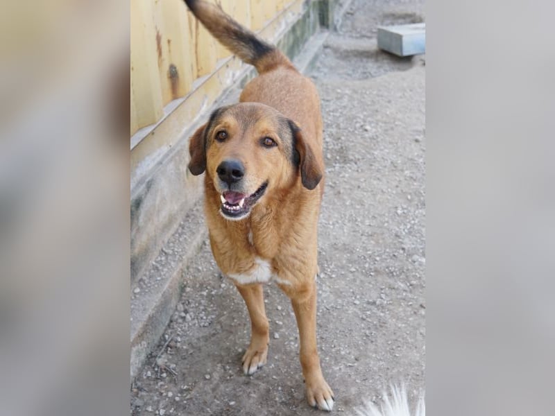 Mikosch, geb. ca. 01/2024, lebt in GRIECHENLAND, im städt. Tierheim Serres