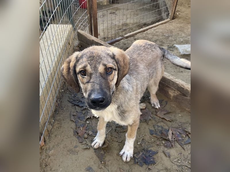 Ryn,  geb. ca. 06/2025, lebt in GRIECHENLAND, auf einer privaten Pflegestelle