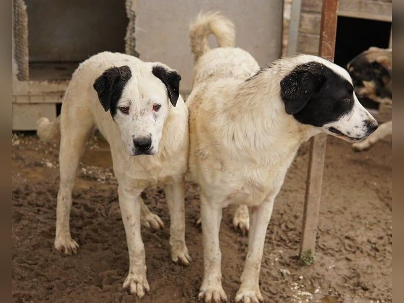 Ronny, geb. ca. 09/2022, lebt in GRIECHENLAND, im städt. Tierheim Serres