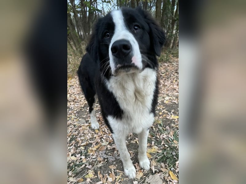 Sloan, geb. ca. 01/2022, lebt in GRIECHENLAND, auf einem Gelände, wird notdürftig versorgt