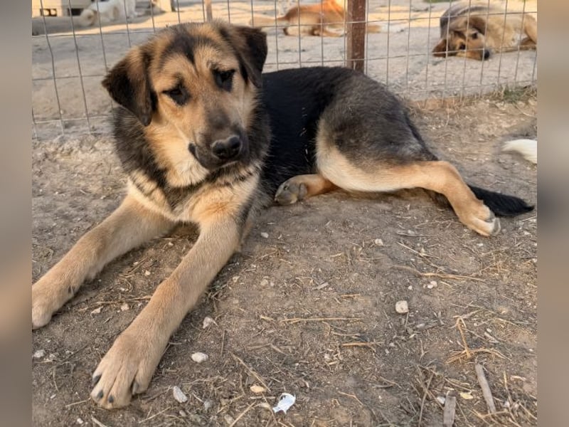 Elphaba, geb. ca. 07/2025, lebt in GRIECHENLAND, im städt. Tierheim Serres