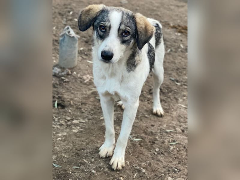 Kora, geb. ca. 05/2024, lebt in GRIECHENLAND, auf einer privaten Pflegestelle