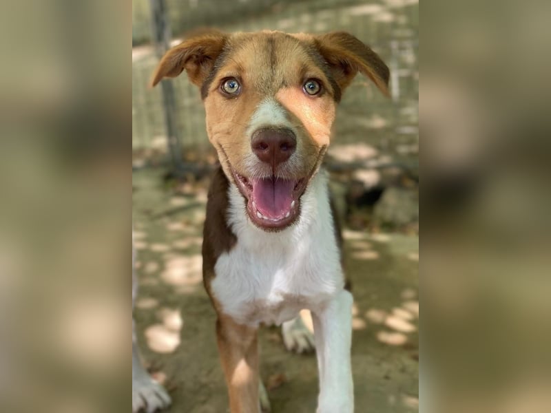 Hardo, geb. ca. 01/2025, lebt in GRIECHENLAND, auf einer privaten Pflegestelle