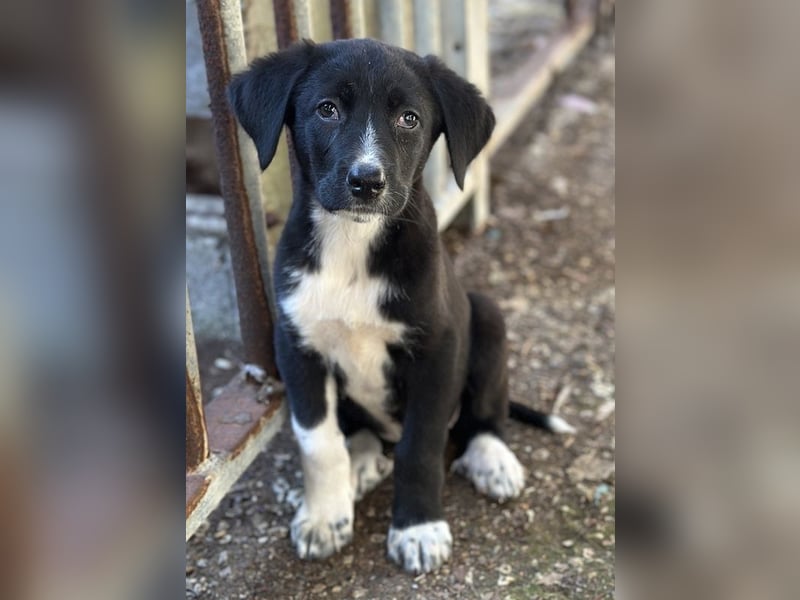 Fleur, geb. ca. 02/2025, lebt in GRIECHENLAND, auf einer privaten Pflegestelle