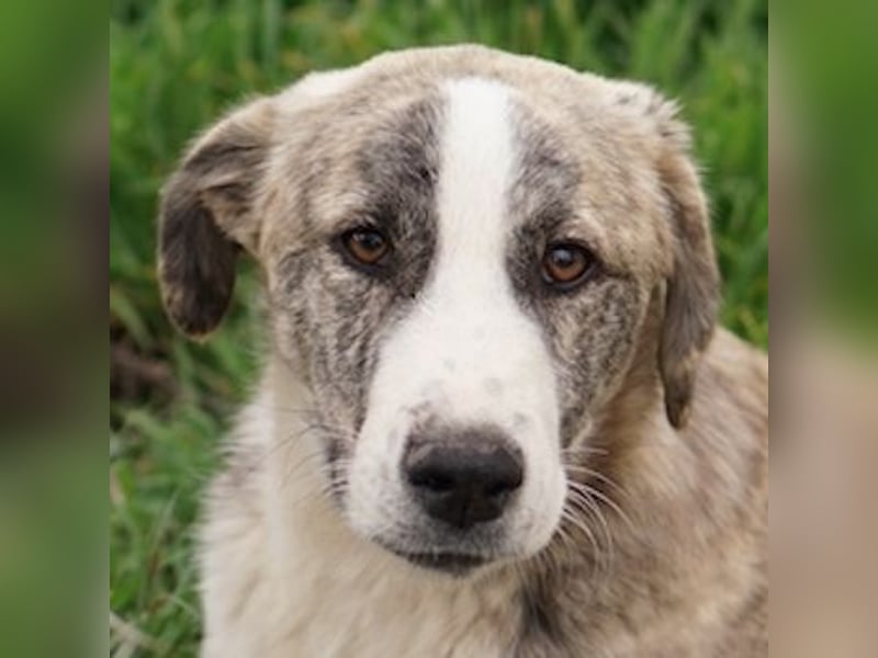 Xabi, geb. ca. 07/2023, lebt in GRIECHENLAND, auf einem Gelände, Hunde werden notdürftig versorgt