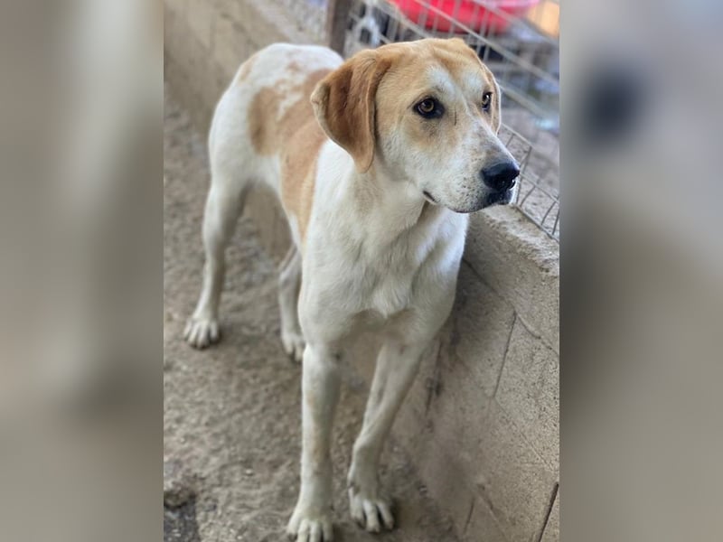 Roxi, geb. ca. 11/2022, lebt in GRIECHENLAND, im städt. Tierheim Serres