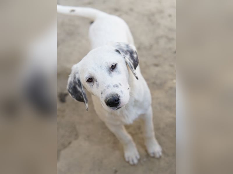 Riesling, geb. ca. 08/2025, lebt in GRIECHENLAND, auf einer privaten Pflegestelle