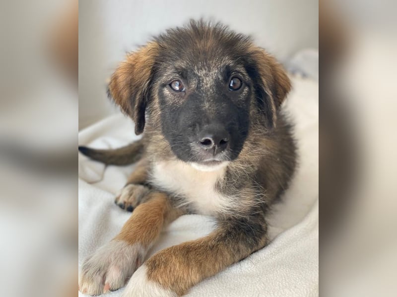 Moglito, geb. ca. 03/2025, lebt in GRIECHENLAND, im städt. Tierheim Serres