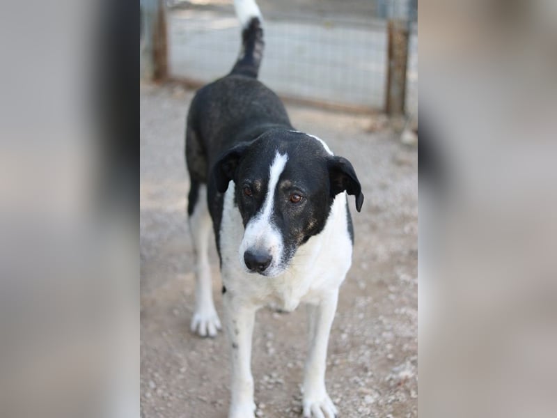 Ancho, geb. ca. 10/2021, lebt in GRIECHENLAND, im städt. Tierheim Serres