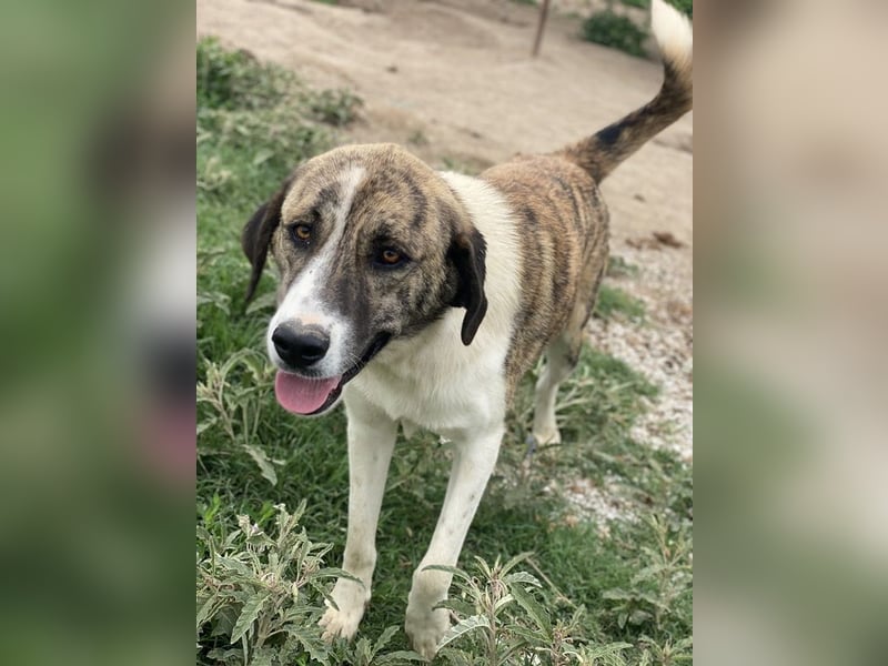 Indira, geb. ca. 01/2023, lebt in GRIECHENLAND, im städt. Tierheim Serres