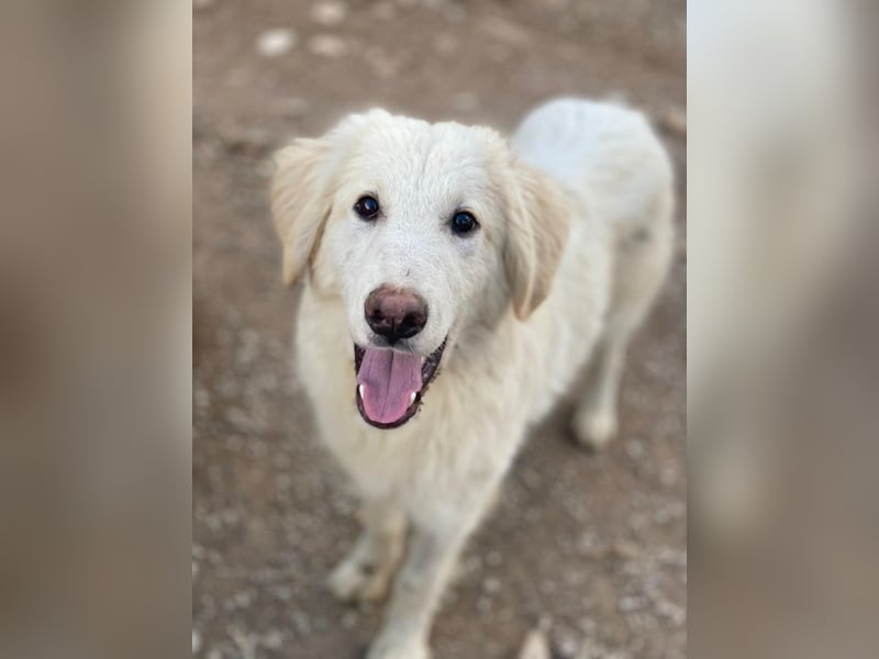 Bazo, geb. ca. 02/2025, lebt in GRIECHENLAND, auf einer privaten Pflegestelle