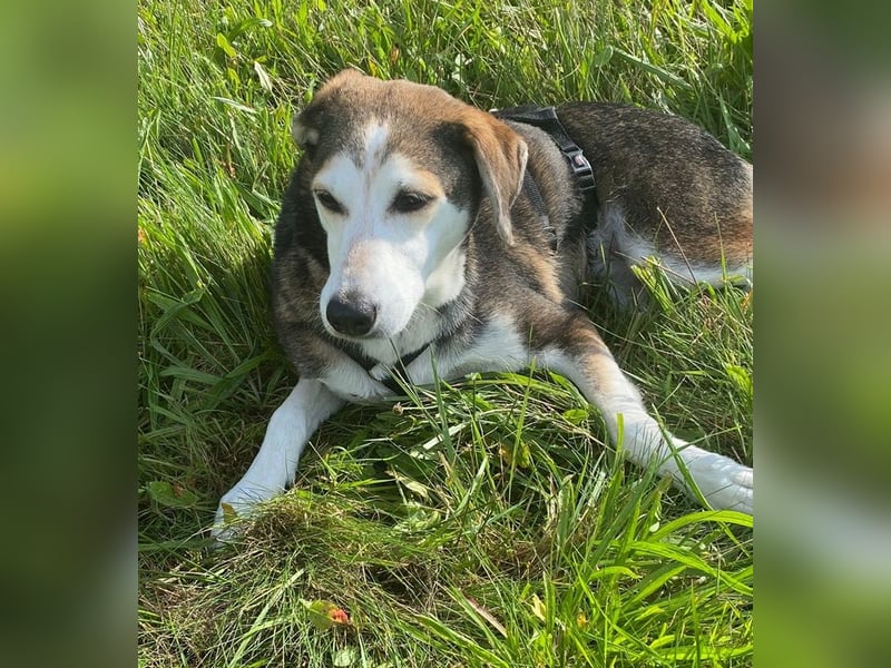 Portia, geb. ca. 06/2017, lebt auf einer Pflegestelle in 21220 Seevetal