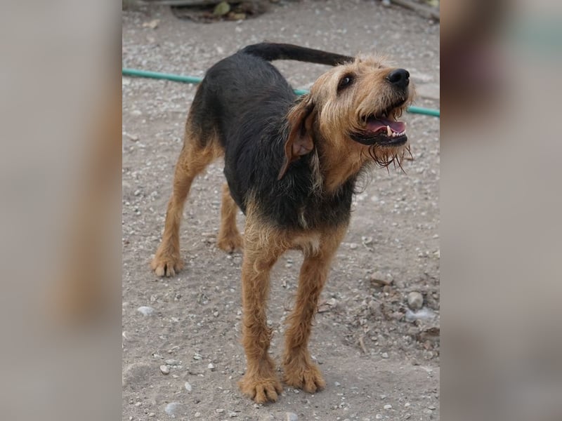 Yasko, geb. ca. 11/2022, lebt auf einer Pflegestelle in 44649 Herne