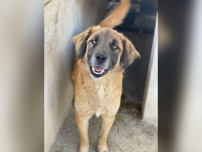 Lacasito, geb. ca. 01/2022, lebt in GRIECHENLAND, im städt. Tierheim Serres