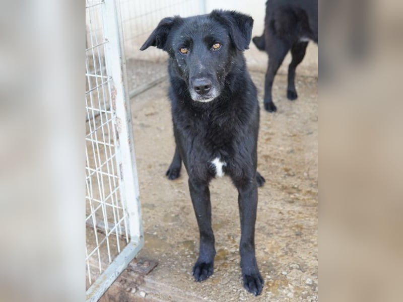 Dakar, geb. ca. 01/2019, lebt in GRIECHENLAND, im städt. Tierheim Serres