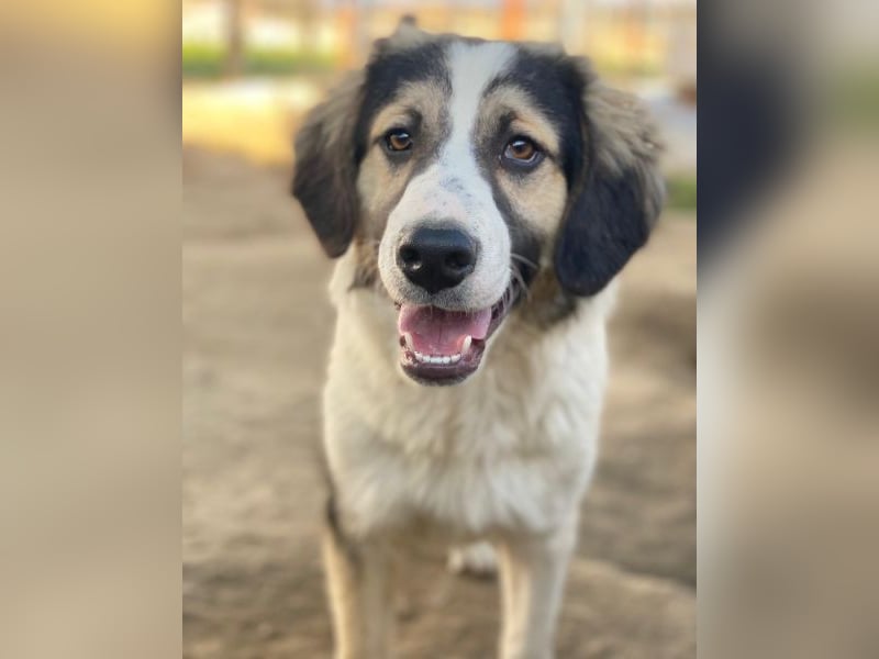 Rhydan, geb. ca.09/2025, lebt in GRIECHENLAND, im städt. Tierheim Serres