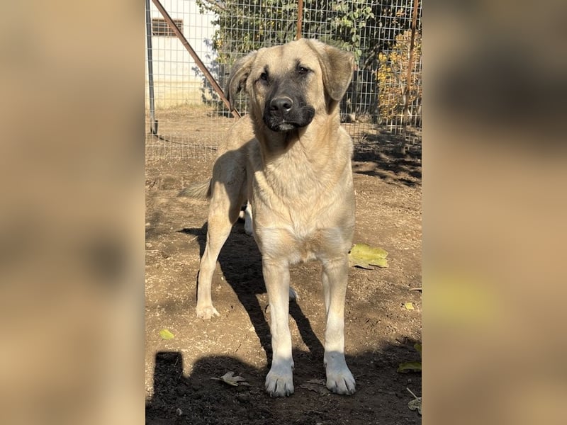 Bangladesh, geb. ca. 01/2024, lebt in GRIECHENLAND, auf einer privaten Pflegestelle