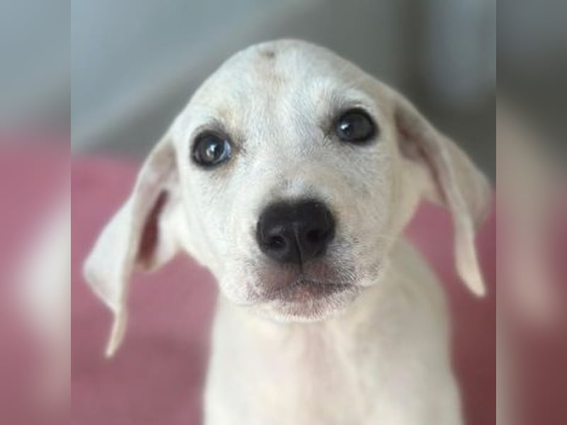 Lily, geb. ca. 05/2026, lebt in GRIECHENLAND, im städt. Tierheim Serres