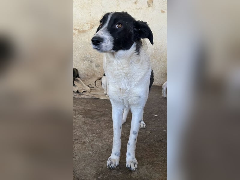 Niara, geb. ca. 03/2024, lebt in GRIECHENLAND, auf einer privaten Pflegestelle