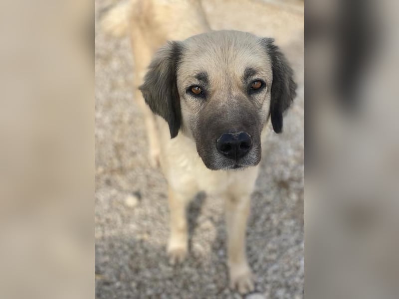 Frea, geb. ca. 02/2021, lebt in GRIECHENLAND, im städt. Tierheim Serres