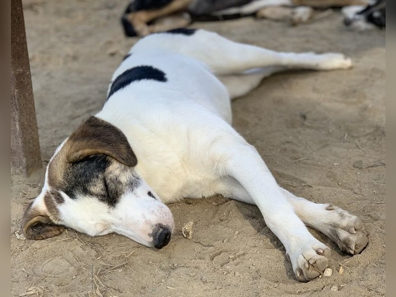  Colette, geb. ca. 02/2022, lebt in GRIECHENLAND, im städt. Tierheim Serres