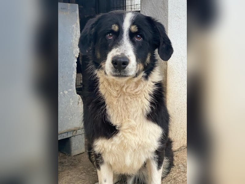 Cars, geb. ca. 12/2023, lebt in GRIECHENLAND, im städt. Tierheim Serres
