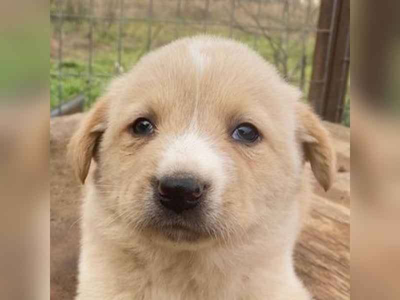 Aydi, geb. ca. 11/2025, lebt in GRIECHENLAND, auf einer privaten Pflegestelle